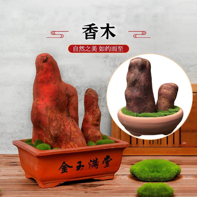 新品香木盆栽植物室内四季微x景观中式盆景驱蚊植物幽香味办公室