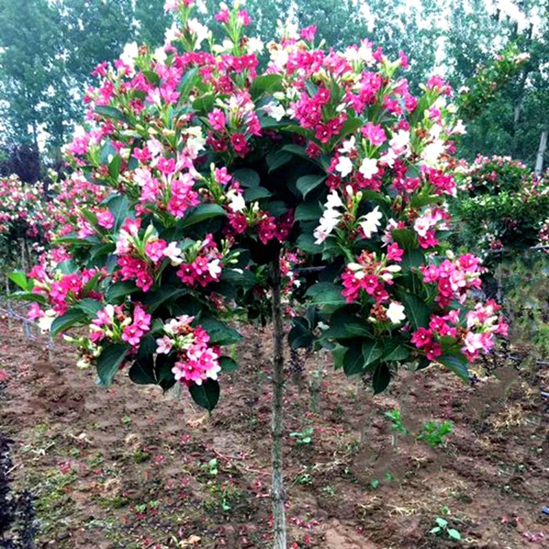 五彩锦带花树苗高杆锦带花苗盆栽花卉植物抗寒耐旱庭院大型风景树