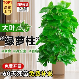 绿萝柱盆栽绿萝大花盆客厅旺宅树办公室内大型绿植物好养落地真树