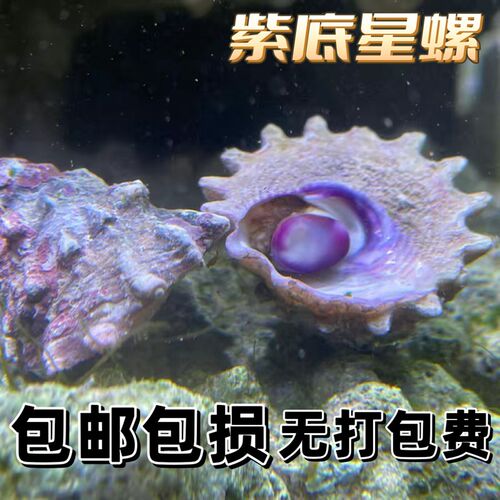 紫底星螺海水g螺海缸除藻吃藻观赏螺净化海缸吃藻金环宝螺