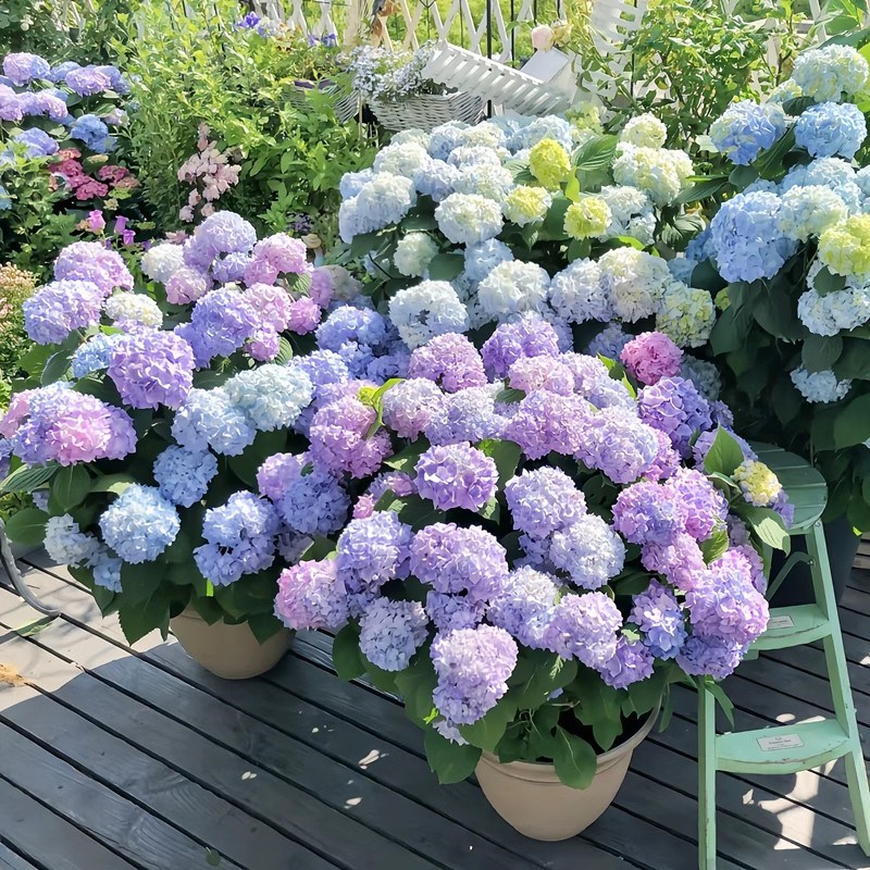优选绣球花c苗盆栽无尽夏阳台庭院别墅花园植物多年生四季耐.