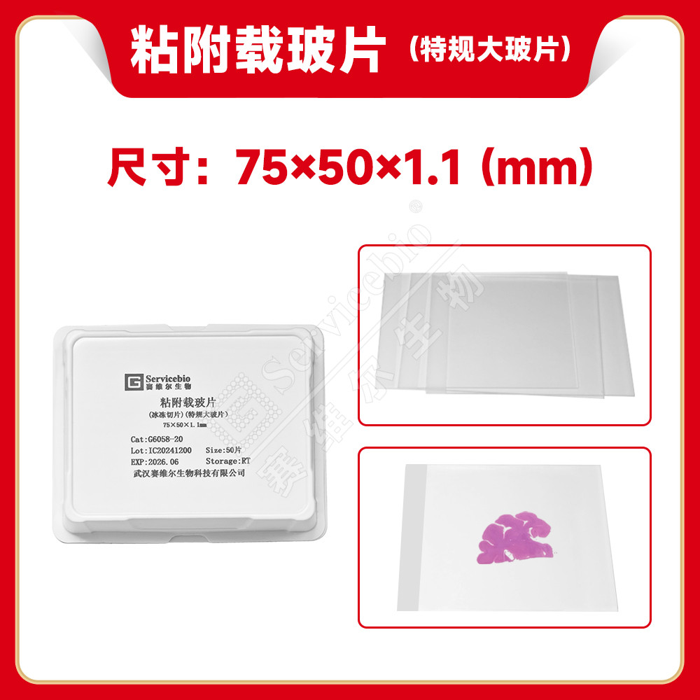 现货 赛维尔生物Servicebio 粘附载玻片（冰切切片）（特规大玻片） G6058-20 20片/盒 科研实验
