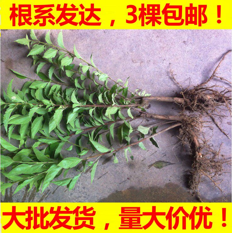 豆腐柴苗根系发达大苗新鲜包活包邮斑鸠I叶子绿豆腐树苗观音柴腐