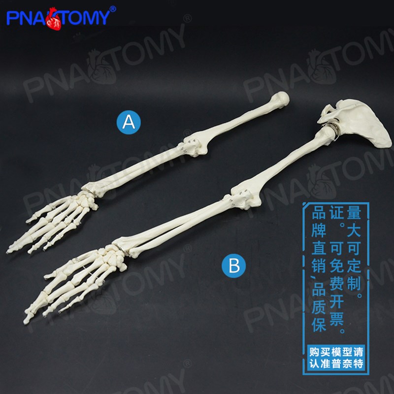 PNATOMY 人体手骨模型上肢骨下肢骨H腿骨股骨肱骨脚骨成人骨骼模