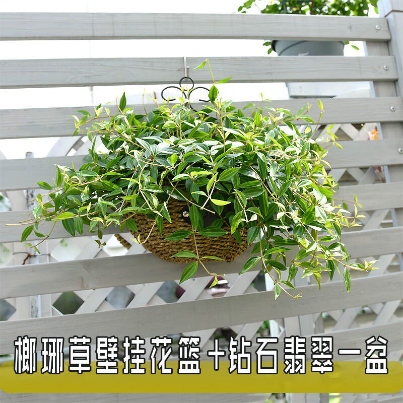 壁挂花盆吊兰墙壁墙上p悬挂式吊篮绿萝挂壁花盘绿箩花篮装饰挂墙