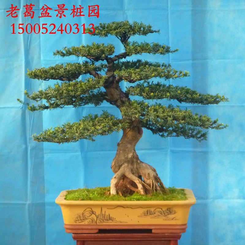 大型米叶罗汉松盆景造型 实物大主干弯N曲根部好 米罗树桩