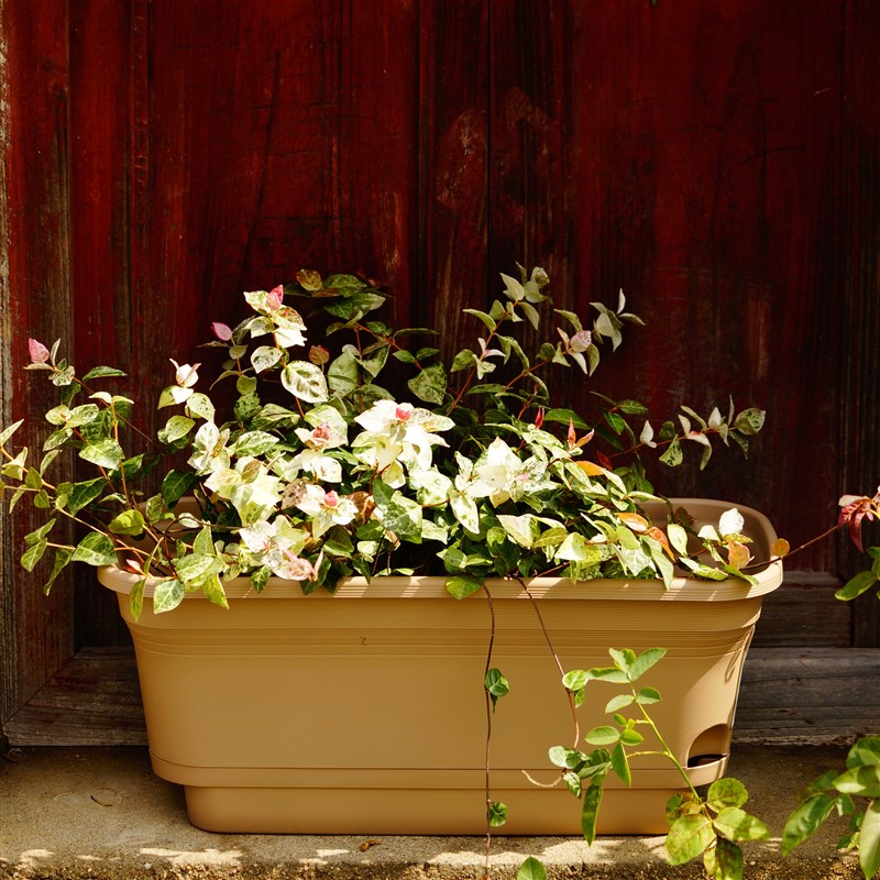 朴悦蓄水长槽盆托一体自吸水长方形花盆树脂花盆种菜盆