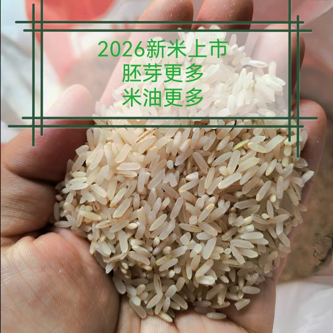 日晒新胚芽籼米老品种长江中下游