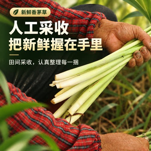 冬阴功原料新鲜香茅柠檬草
