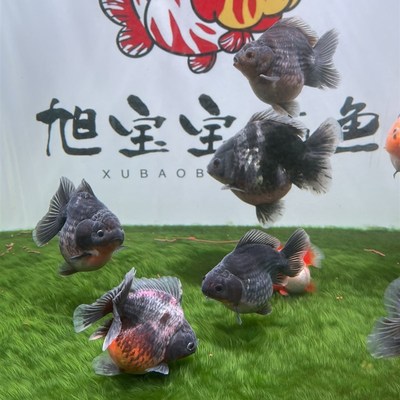 爆藻灯鱼缸绿藻绿苔 短绒藻长绒藻清水绿苔快速爆藻旭宝宝同款爆