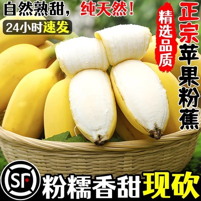 正宗广西苹果蕉大果香蕉5斤包邮