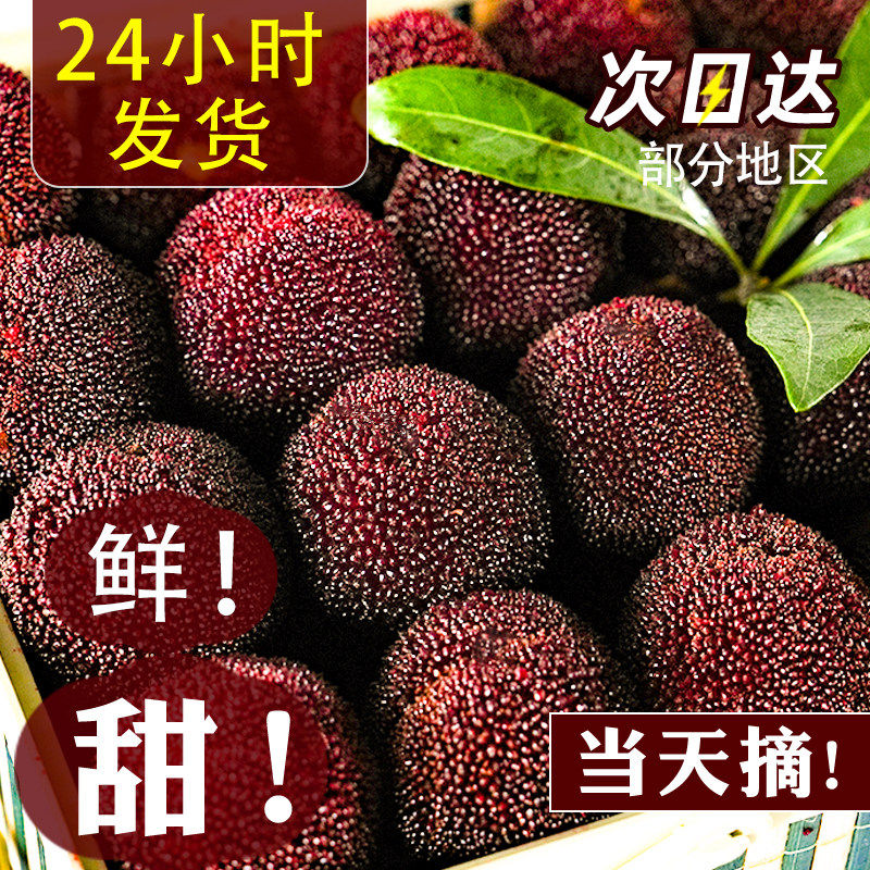 福建浮宫杨梅新鲜现摘老树大果时令当季孕妇水果泡酒空运包邮整箱