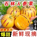 云南石林人參果大果10斤圓果當(dāng)季 黃肉人生果樹上熟 包郵 新鮮水果