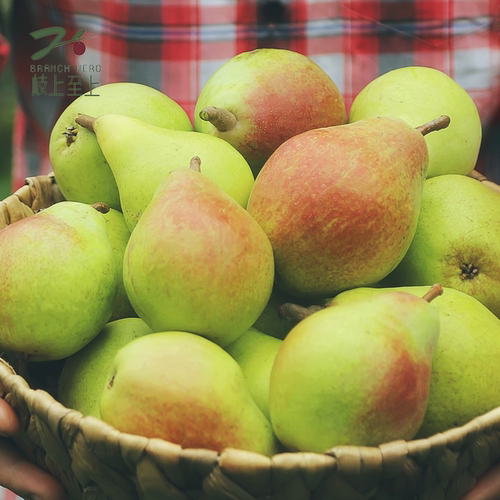 枝上至上红香酥梨香甜多汁