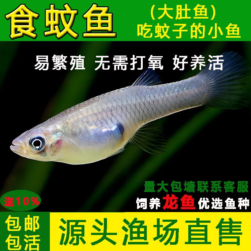 食蚊鱼大肚鱼观赏鱼吃蚊子幼虫的小鱼吃蚊鱼冷水淡水养殖龙鱼饲料