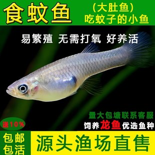 食蚊鱼大肚鱼观赏鱼吃蚊子幼虫 小鱼吃蚊鱼冷水淡水养殖龙鱼饲料