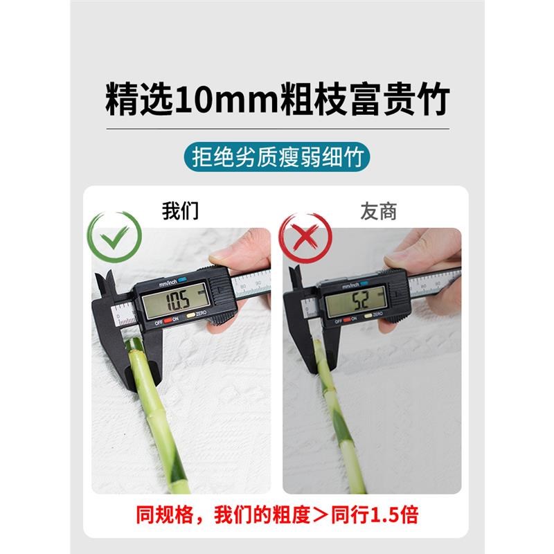 富贵竹水培植物水养发财树带叶客厅绿植招财转运竹子花卉盆栽室内