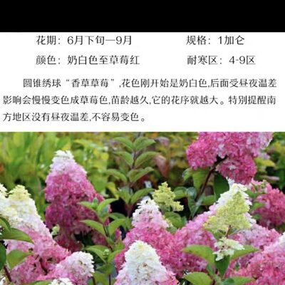 花卉香草莓圆锥绣球木石灰发苗灯货植物包邮耐寒灌草耐热庭院阳台