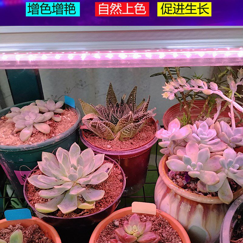 全光谱多肉补光灯淡粉色t多肉上色灯管T8花卉专用植物生长灯