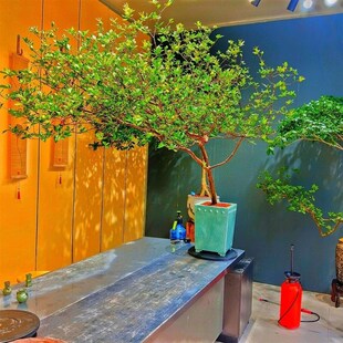 海岛七字飘枝栀子花春花老桩茶室庭院鱼缸造景绿植盆景栽一物一拍