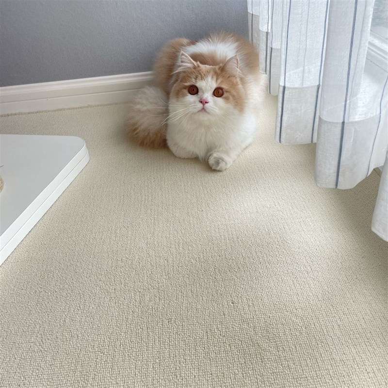 米白色奶油风拍照地毯客厅卧室办公室简约轻奢高级家用茶几地垫