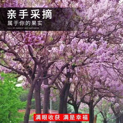 泡桐树苗紫花名贵植物庭院盆栽地栽门前种植道路绿化风景梧桐树苗