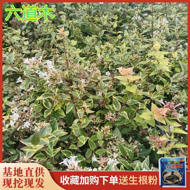 耐寒六道木树苗六条木庭院绿植花灌木室外藤本耐热耐旱地被花期长