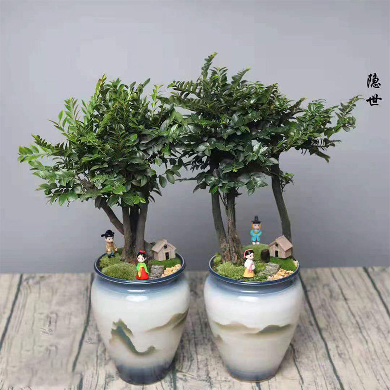名贵花卉盆景小叶紫檀 室内常绿植物黑骨茶树苗 T室外阳台耐热树