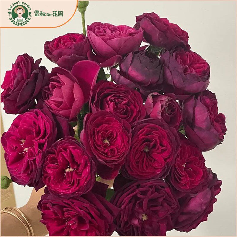 雷叔的花园不眠之夜灌木月季x花带盆栽好四季开花大花浓香送礼优