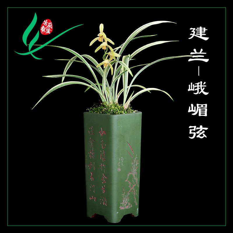 建兰四季兰花峨i眉弦浓香花卉景栽盆土绿植带草植物花苞名贵苗芳