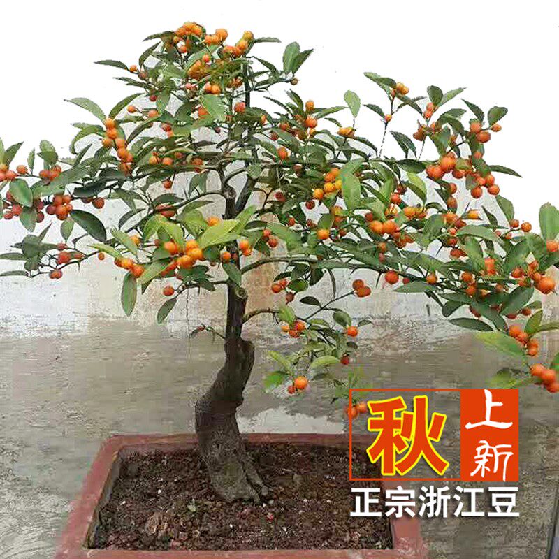 上新 金豆盆景熟j桩树桩山桔盆景 金豆小品 新品绿植 带果带原土