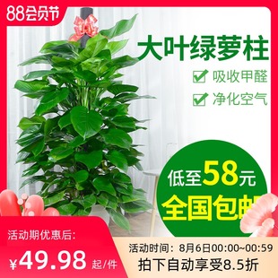 绿萝柱盆栽室内吸甲醛客厅净化空气办公室大叶绿植好养大型植物