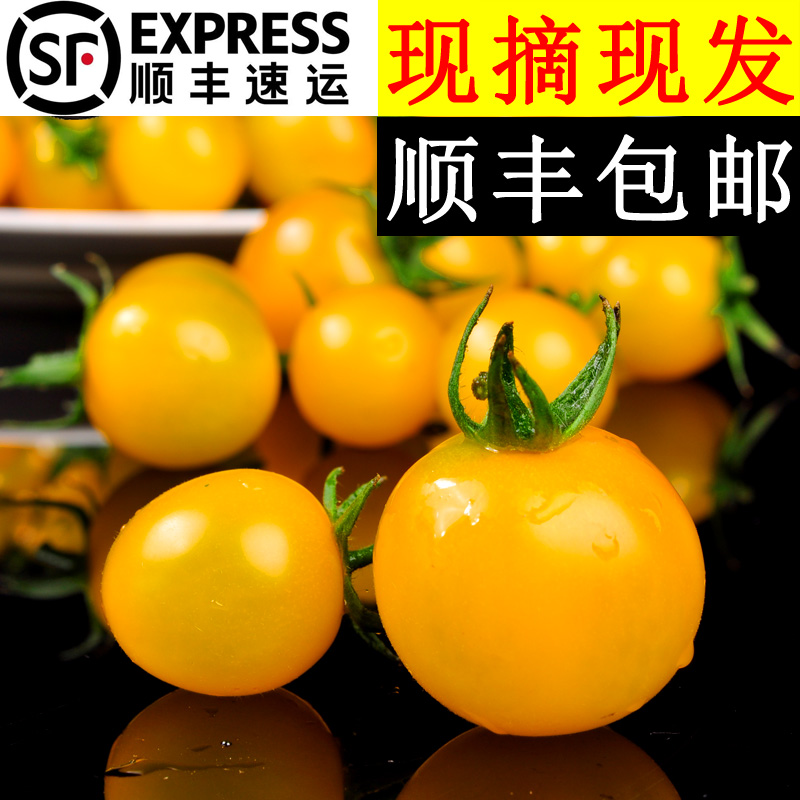 金姨家黄色小番茄现摘现发水果