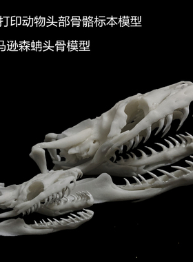 新款3D打印动物骨骼标本高精度模型光敏树脂摆件装饰礼物收藏定制