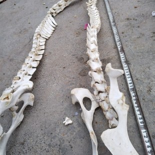 牛羊脊椎骨标本制作教学拼装骨架练手背骨一组完整拼接真大型动物