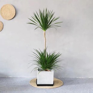 多头龙血树 龙须树 室内客厅大型 盆栽绿植花卉S 龙血铁盆景植物