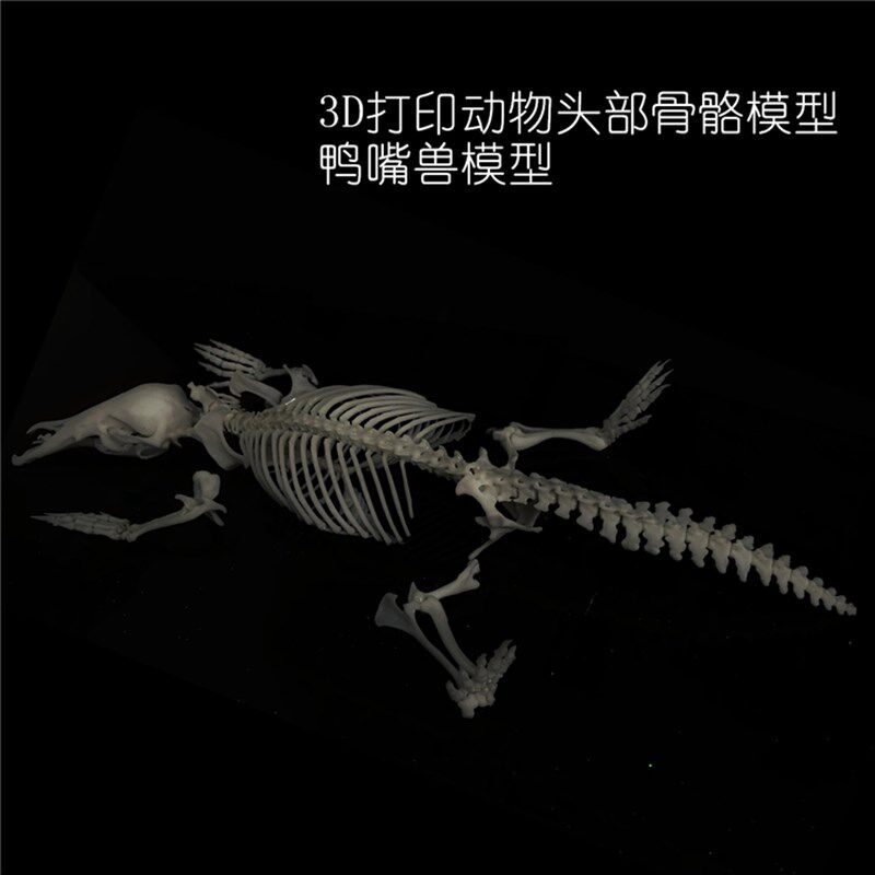 新款3D打印动物骨骼标本高精度模型光敏树脂摆件装饰礼物收藏定制