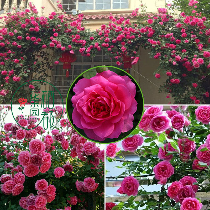 大游行藤本月季花苗  安吉拉 丰花勤花 庭院爬藤植物四季开花