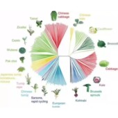 基因家族分析鉴定染色体定位进化树共线性生信分析服务