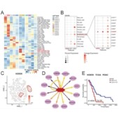 ChlP seq蛋白结合位点分析服务