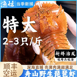 舟山鲜活琵琶虾鲜活发货特大虾姑活虾排九齿扇虾濑尿虾包鲜不包活