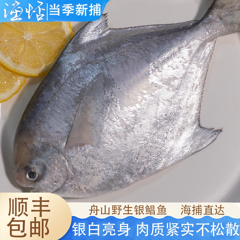 舟山海捕野生大鲳鱼东海鲜活冷冻海鲜银鲳鱼水产昌鱼鳊鱼非金鲳鱼
