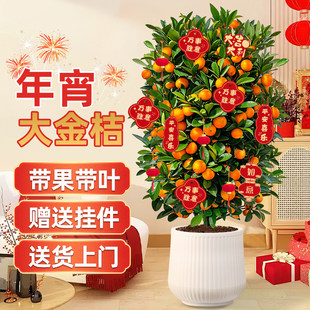 四季金桔树盆栽带果客厅绿植室内大型植物桔子子树菌花卉年桔树