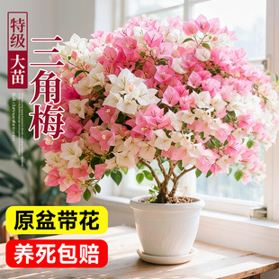 三角梅盆栽重瓣爬藤植物四季高端耐热花卉室内阳台漳红樱老庄带花