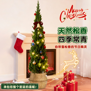 龙柏树苗圣诞树真树松柏树盆栽室内大型绿植物客厅户外庭院好养活