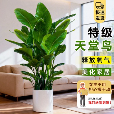 天堂鸟大型绿植盆栽办公室