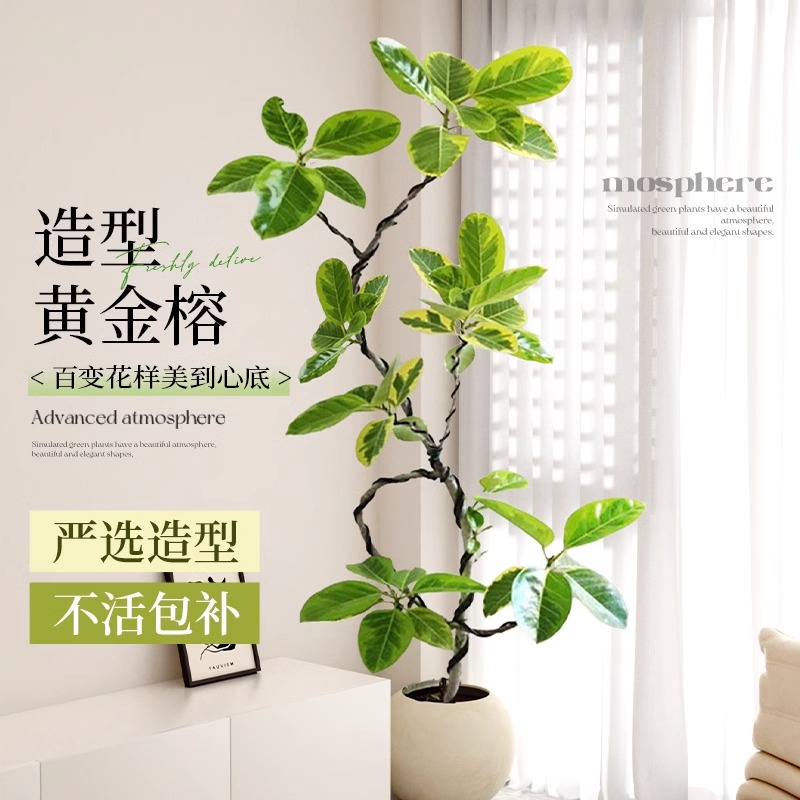 绿植盆栽客厅落地大号花叶室内