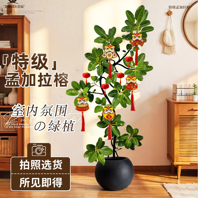 网红孟加拉榕盆栽大型室内客厅绿植黄金榕高山榕树落地真花旺宅树,鲜花速递/花卉仿真/绿植园艺,大型绿植/成品组合盆栽,淘宝优惠券,粉丝福利购,淘宝优惠卷