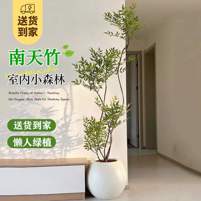 南天竹大型盆栽老桩绿植