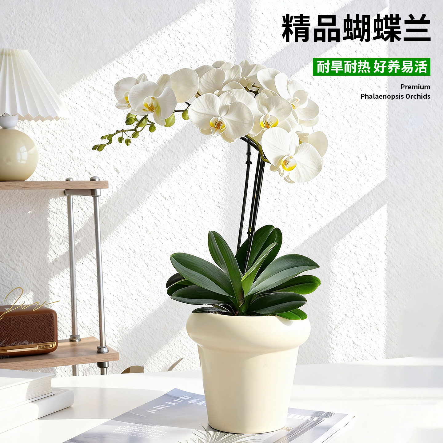 蝴蝶兰带花盆栽室内绿植